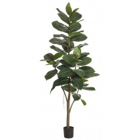 Ficus Elástica - 155cm