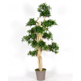 Podocarpus Japan - 150cm