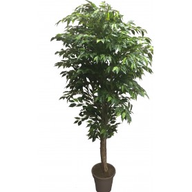 Ficus Hawai Verde - 150cm